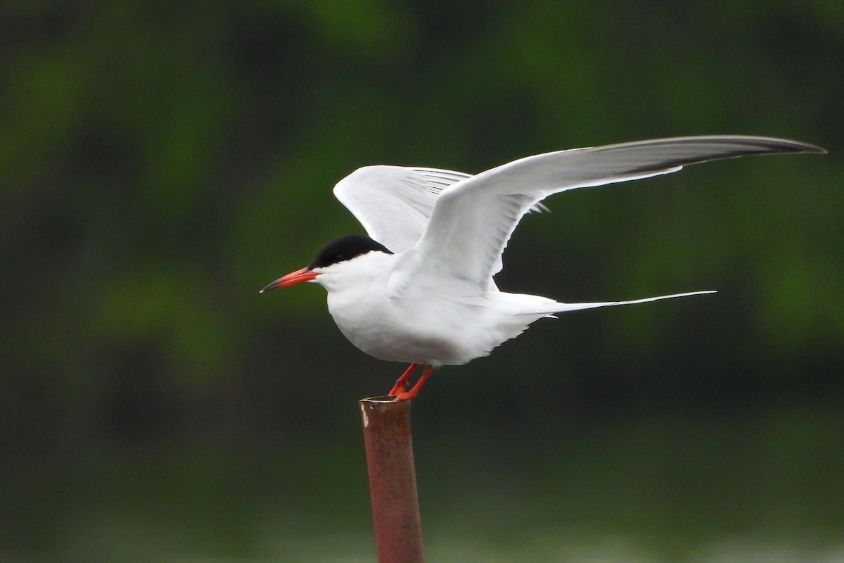 Common Tern - Vladislav Železný
