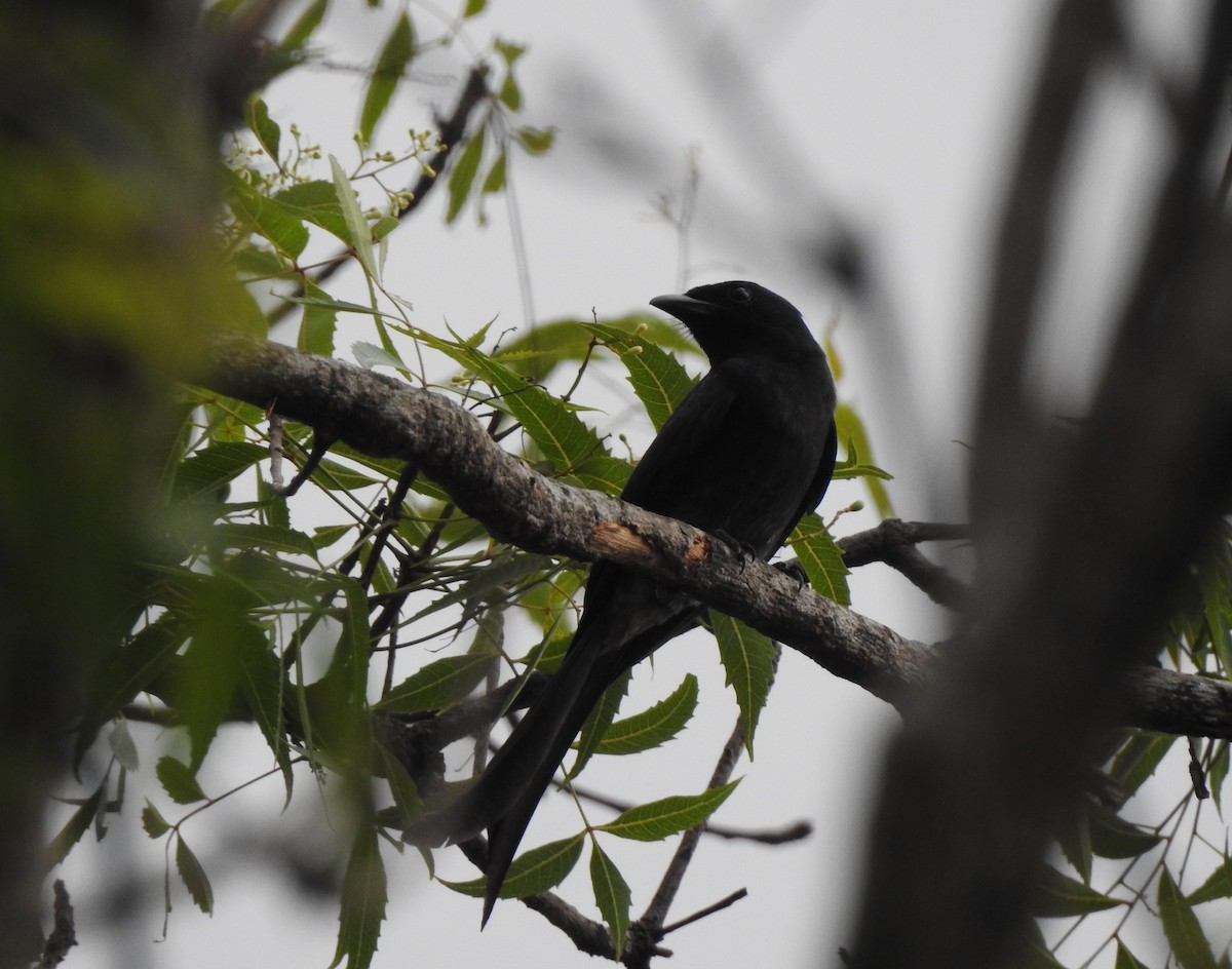 White-bellied Drongo - Mehroon Wahab