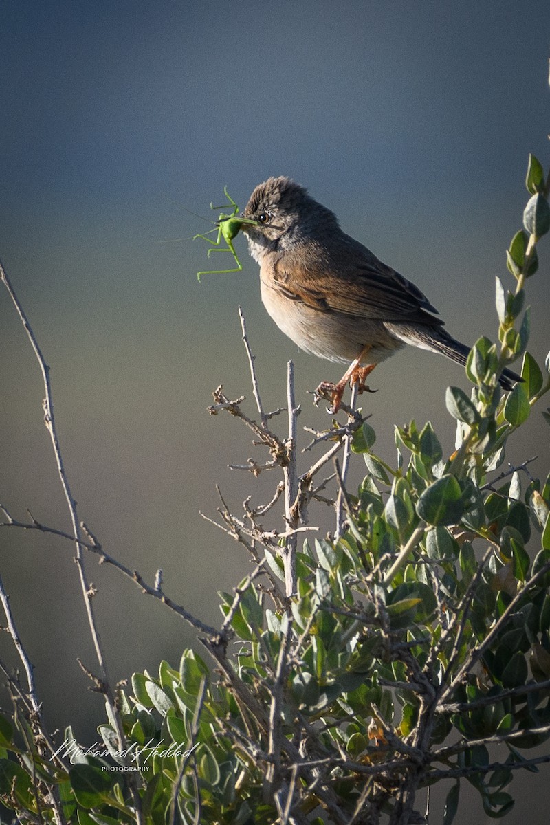 Spectacled Warbler - ML617867283