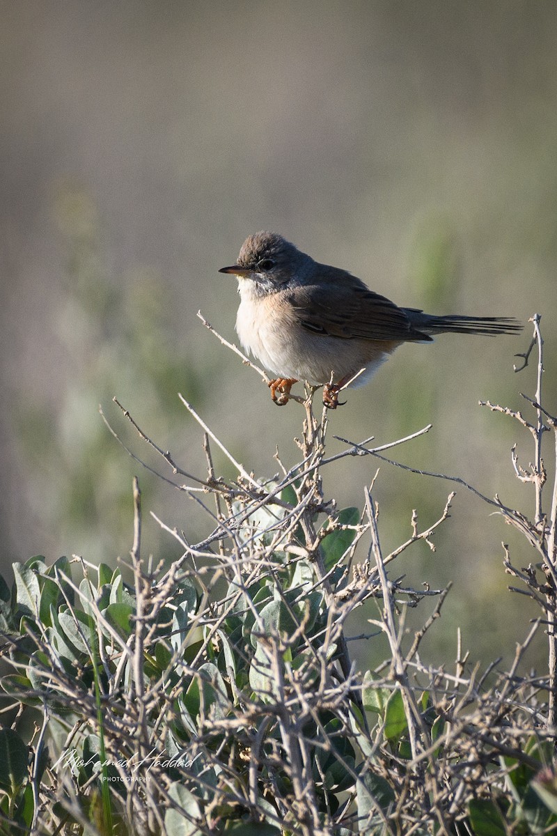Spectacled Warbler - ML617867284