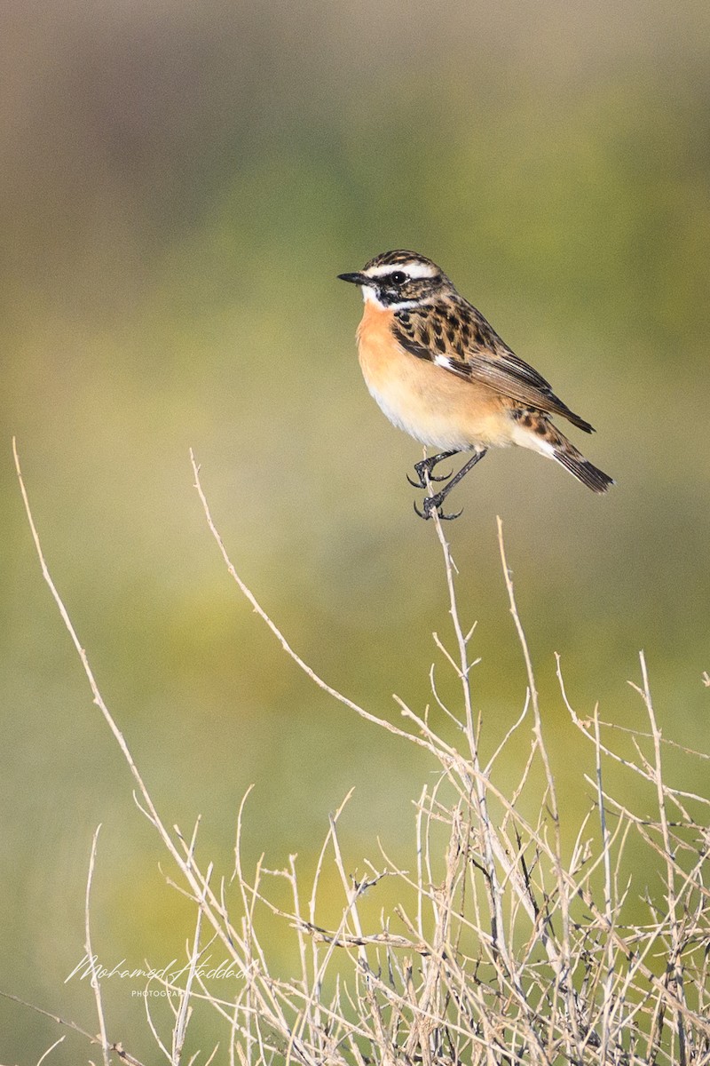 Whinchat - ML617867285