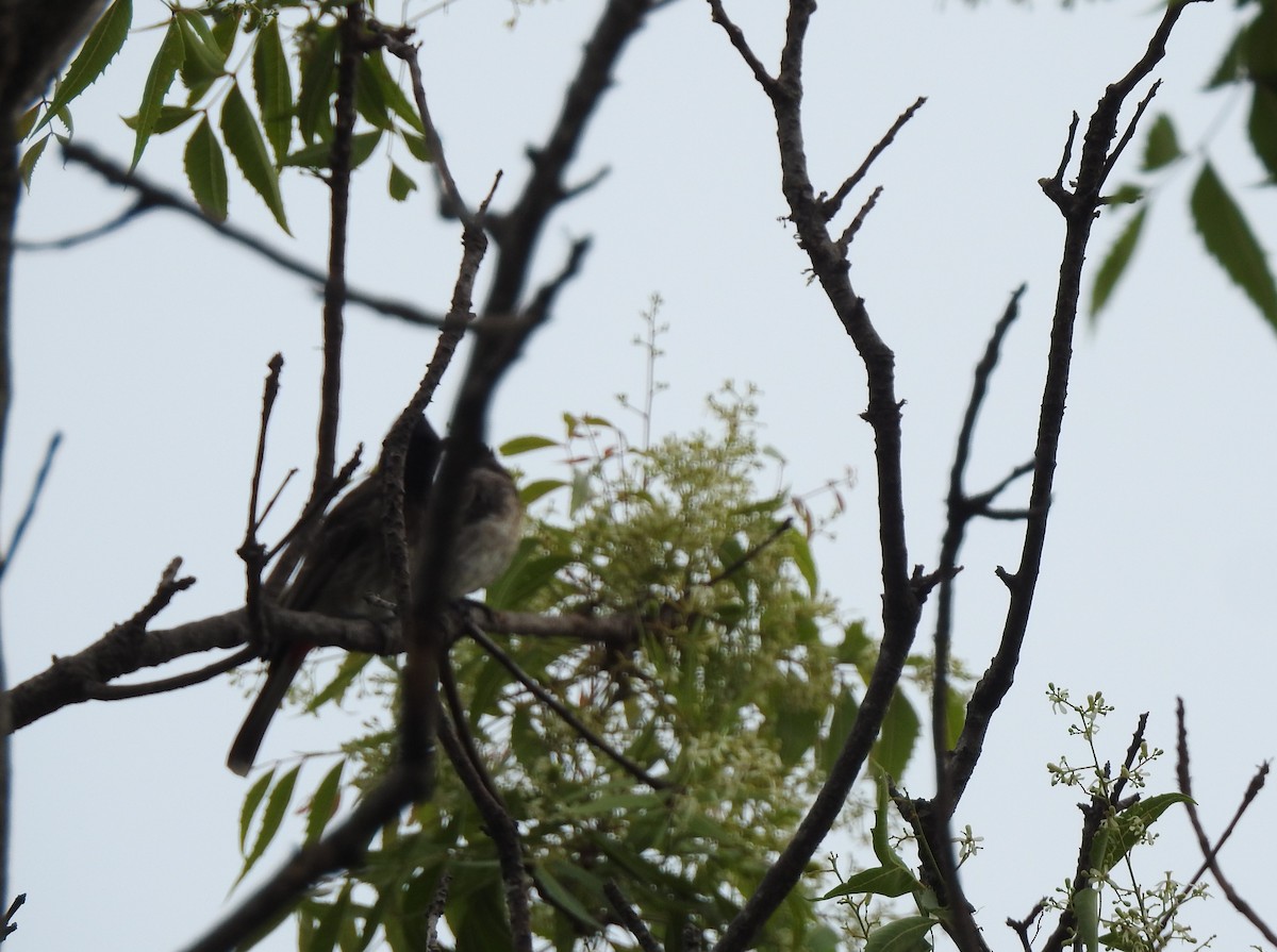 Red-vented Bulbul - ML617867286