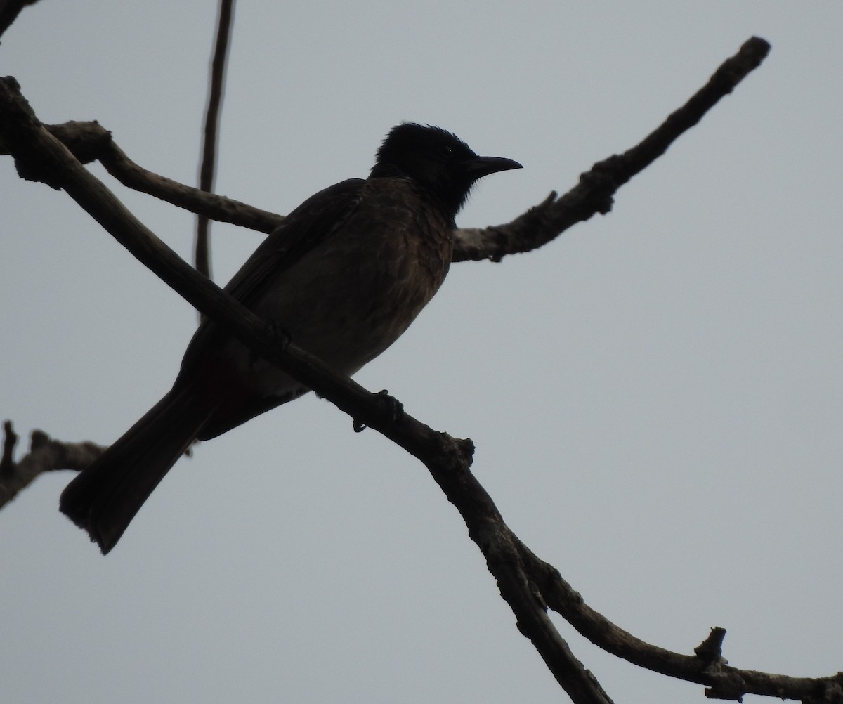 Red-vented Bulbul - ML617867289