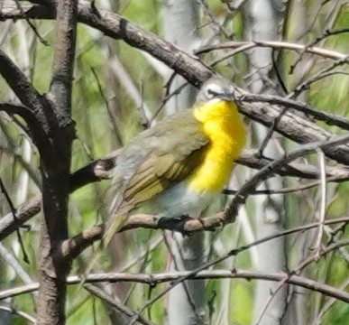 Yellow-breasted Chat - ML617867322