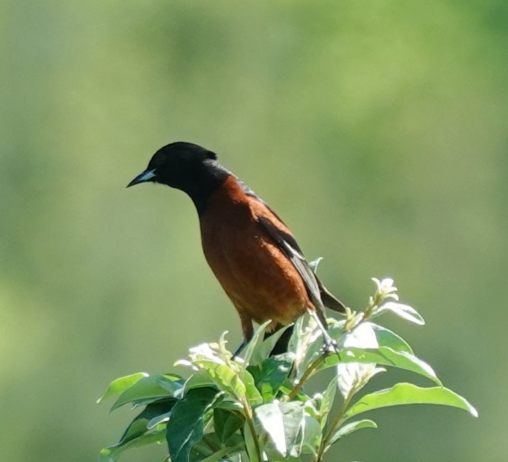 Orchard Oriole - ML617867324