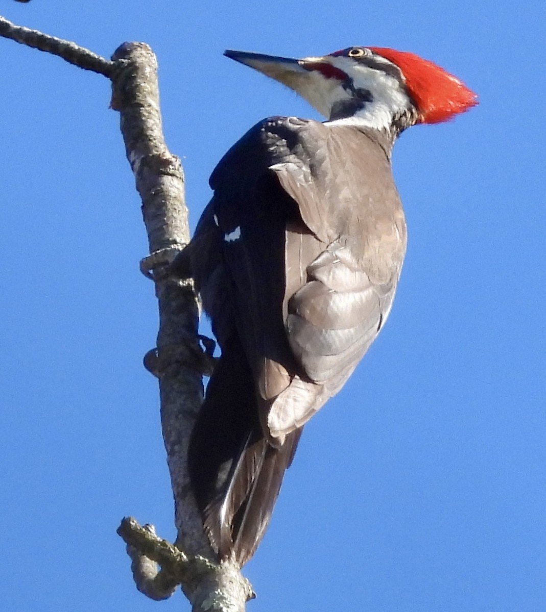 Pileated Woodpecker - ML617867325