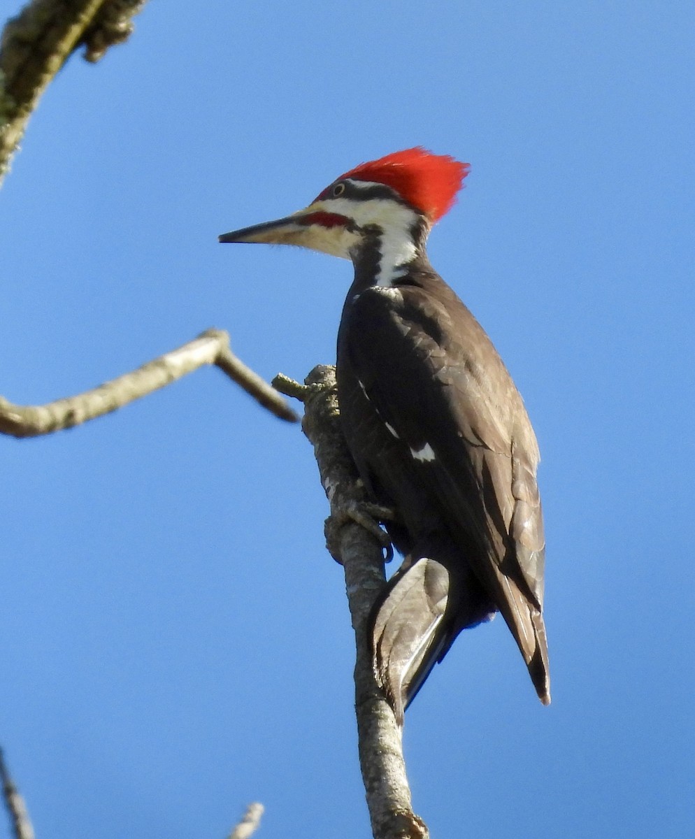 Pileated Woodpecker - ML617867326