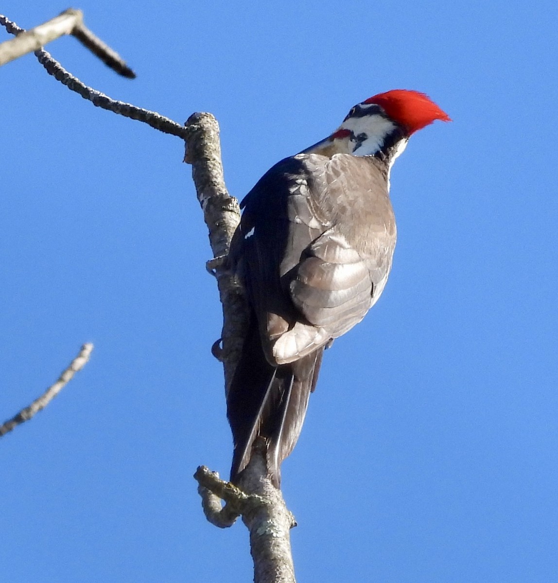 Pileated Woodpecker - ML617867327
