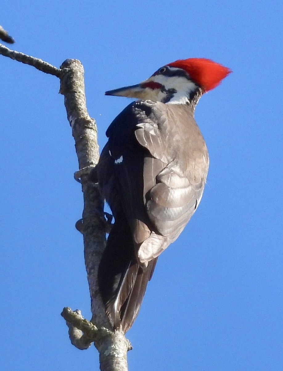 Pileated Woodpecker - ML617867328