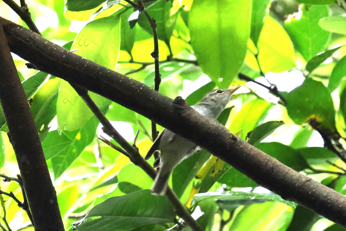 Ijima's Leaf Warbler - ML617867411