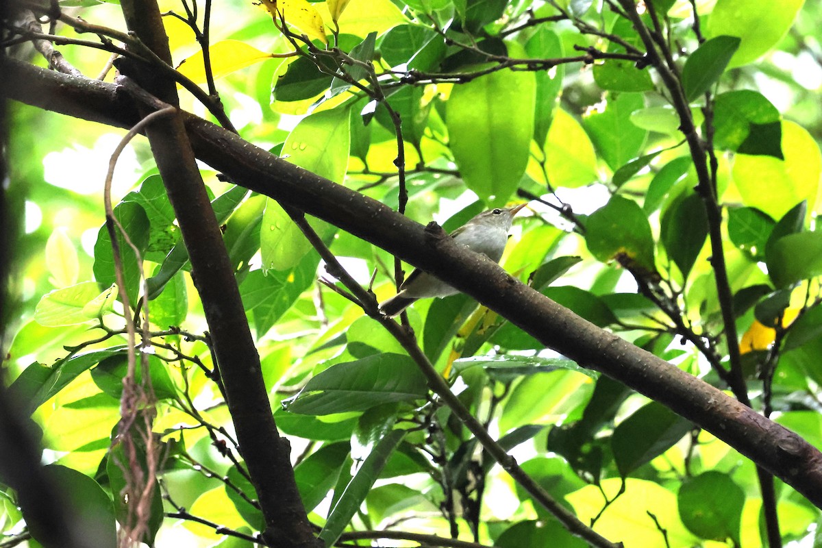 Ijima's Leaf Warbler - Mei-Luan Wang