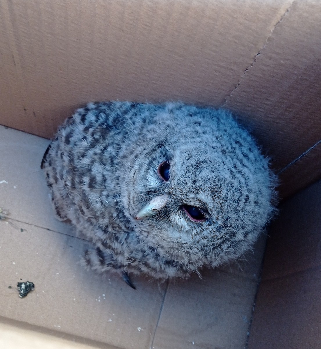 Tawny Owl - ML617867455
