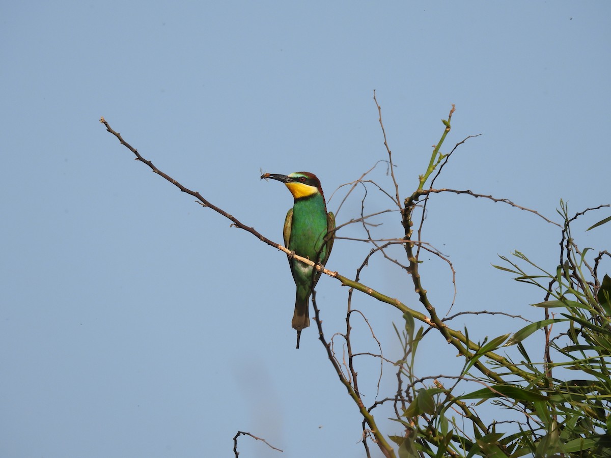 European Bee-eater - ML617867515