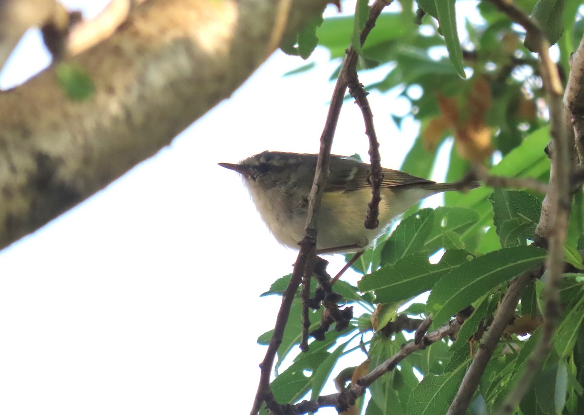 Hume's Warbler - ML617867526