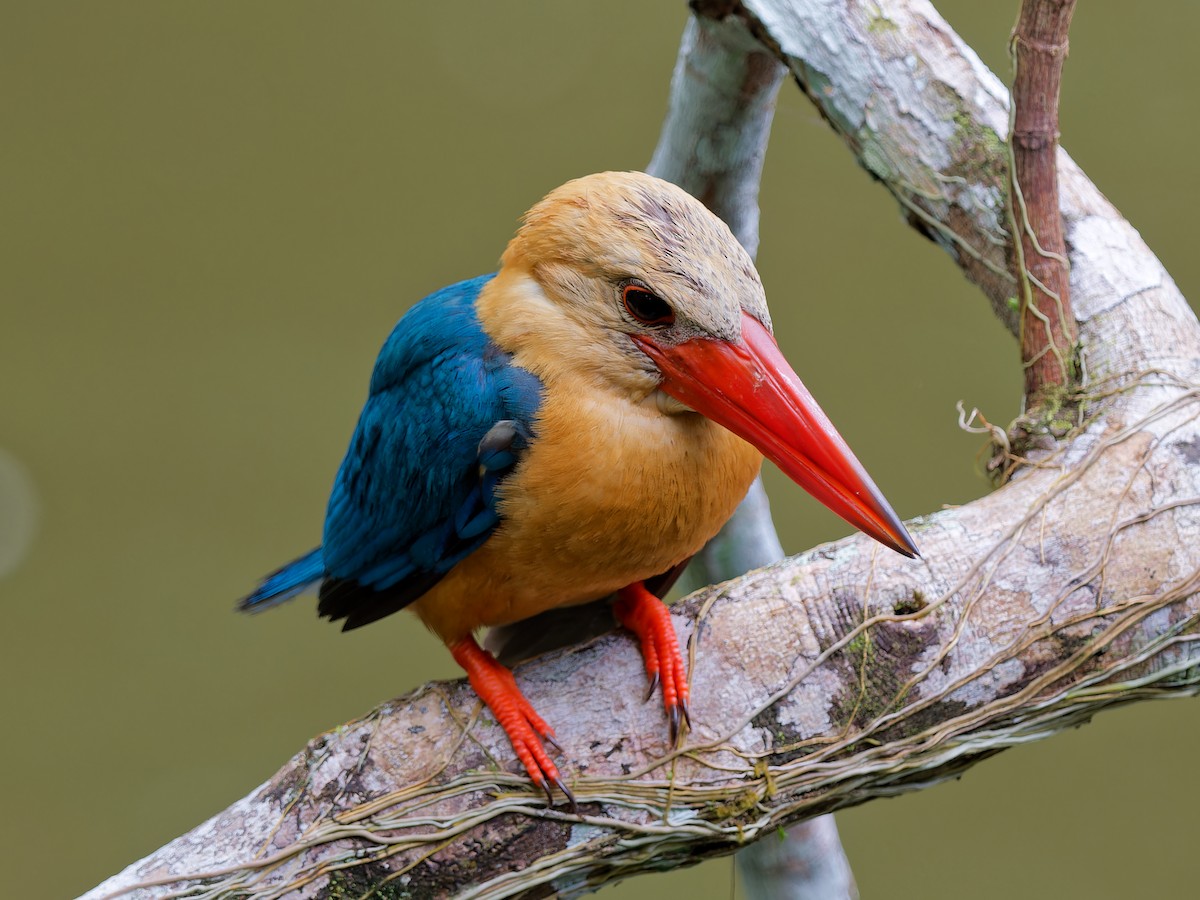 Stork-billed Kingfisher - Daniel Schlaepfer