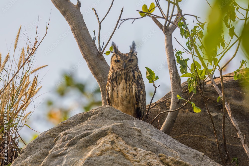 Rock Eagle-Owl - DIPANKAR MANDAL