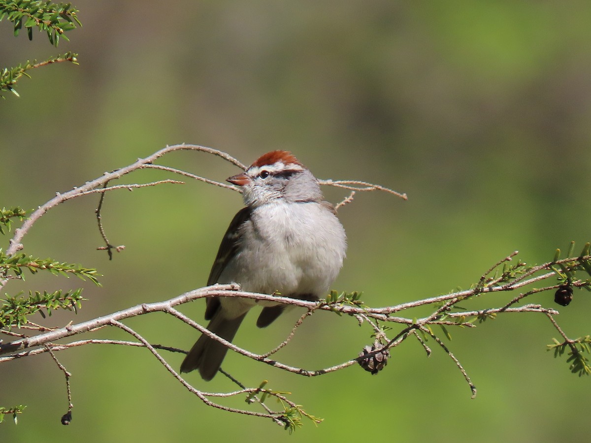 Chipping Sparrow - ML617867583