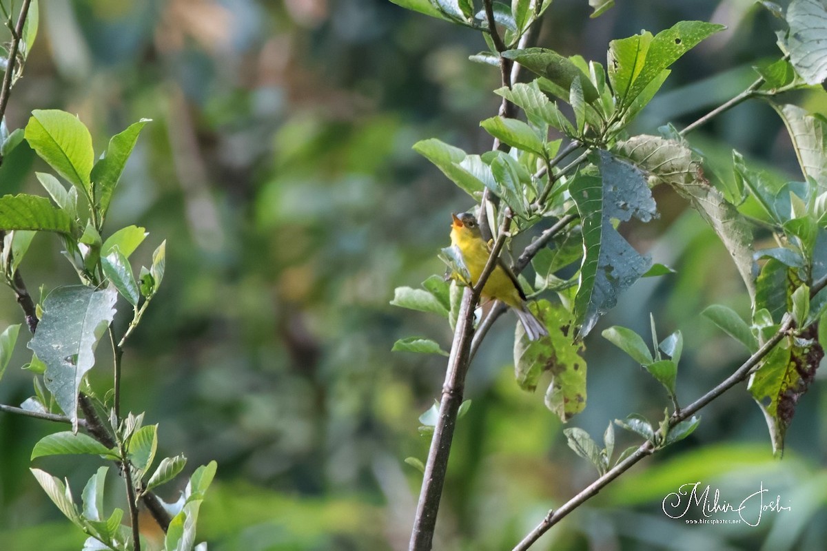 Gray-crowned Warbler - Mihir Joshi