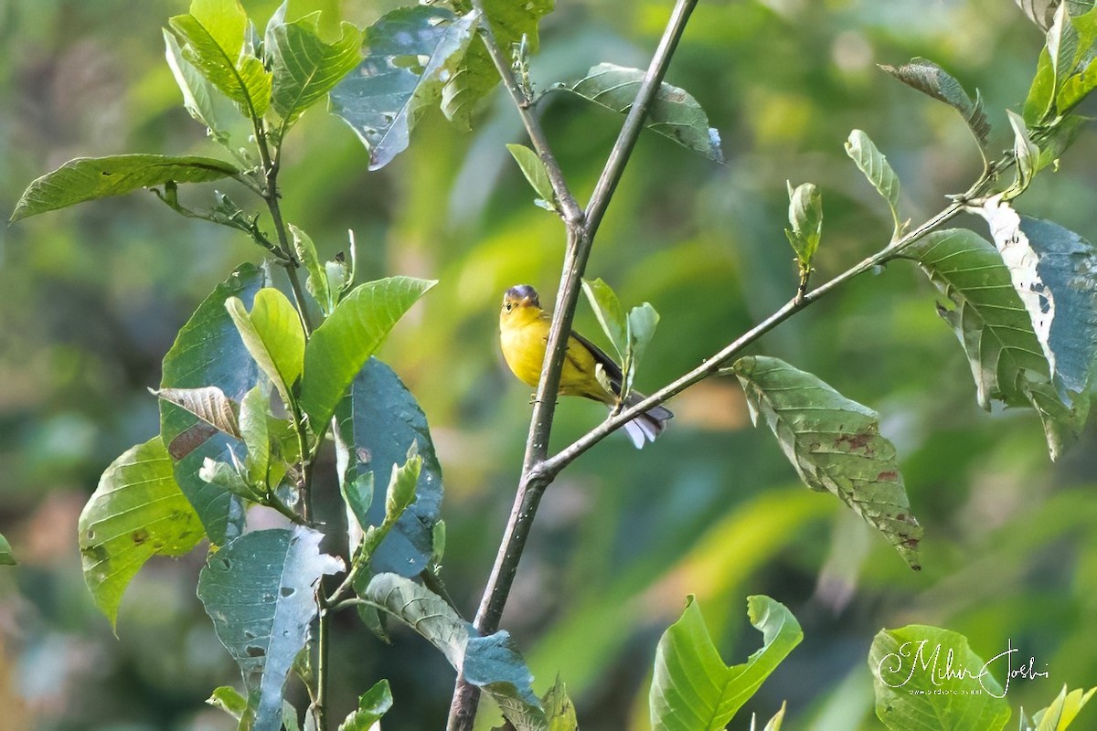 Gray-crowned Warbler - ML617867598