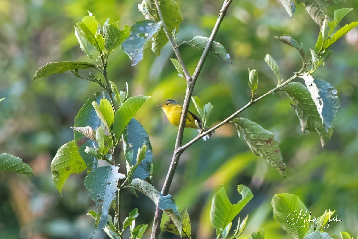 Gray-crowned Warbler - ML617867599