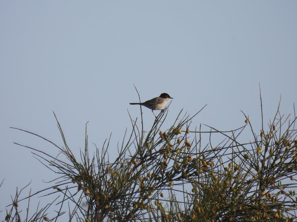 Sardinian Warbler - ML617867691