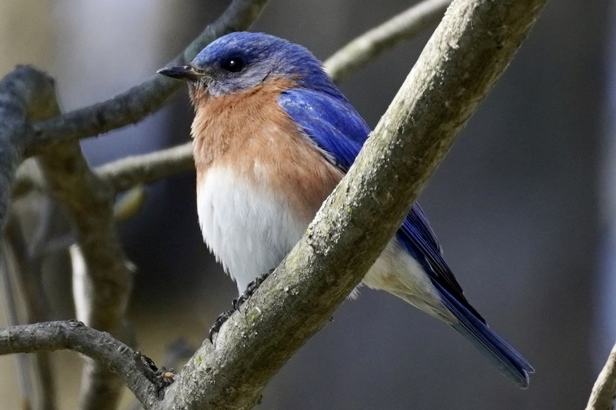 Eastern Bluebird - Terry Bohling