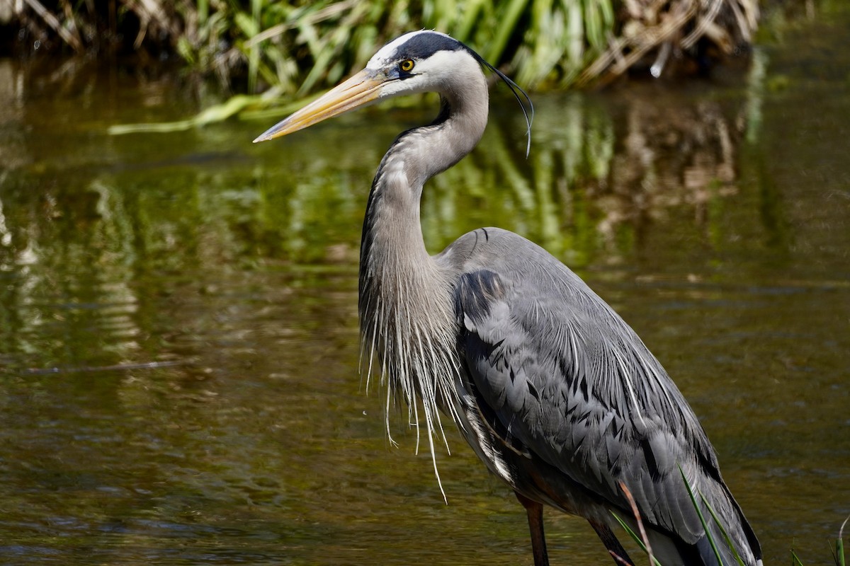 Great Blue Heron - Terry Bohling