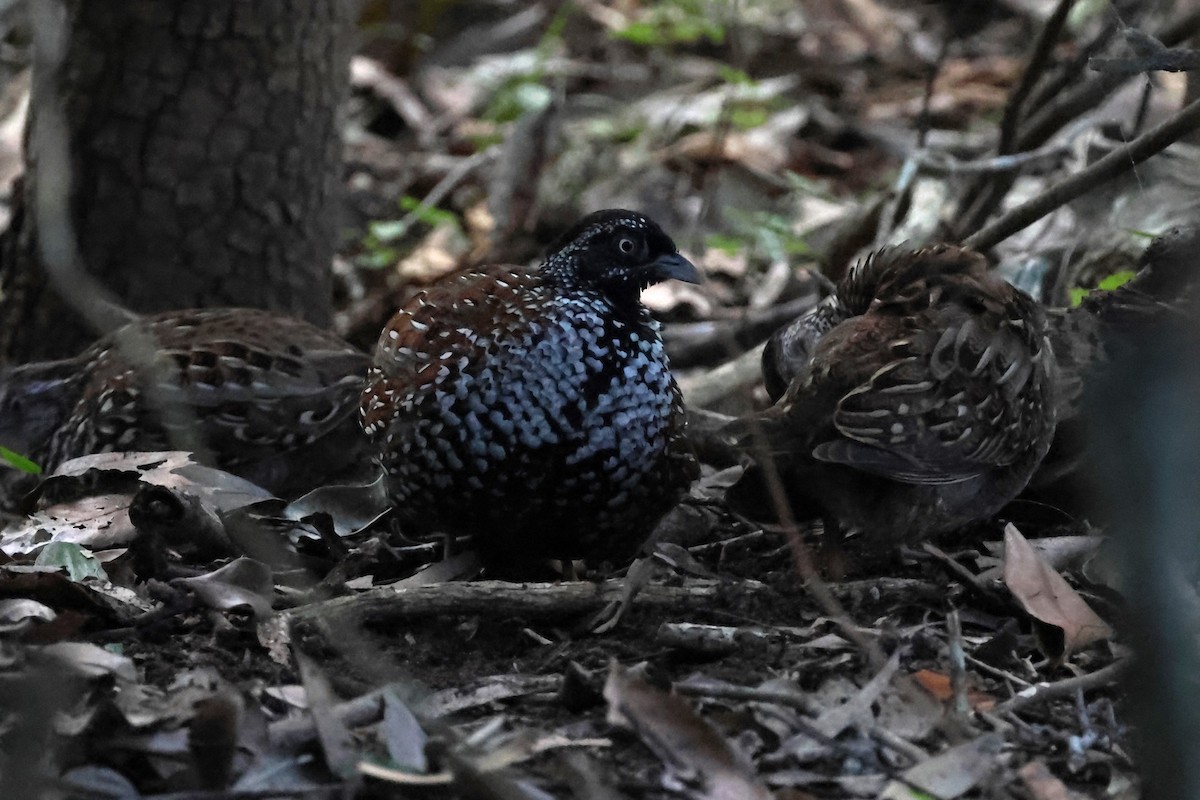 Black-breasted Buttonquail - ML617867757