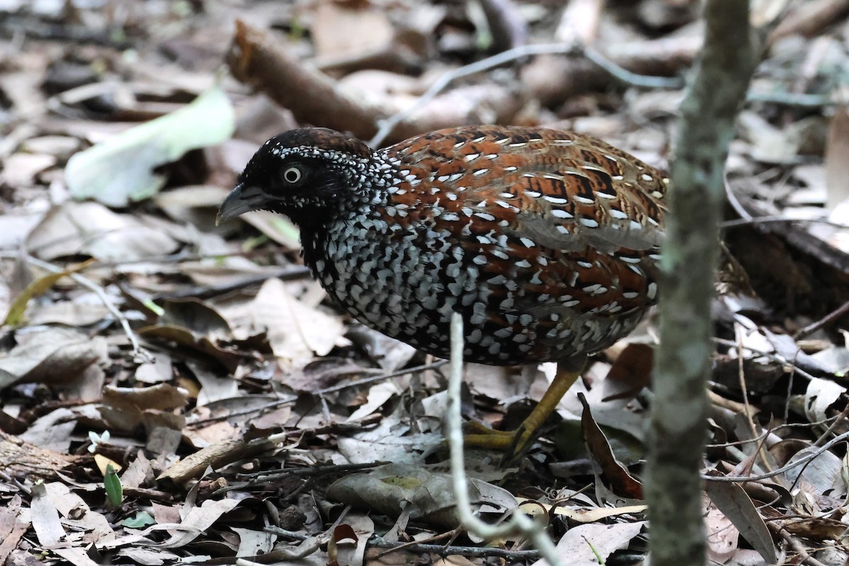 Black-breasted Buttonquail - ML617867759