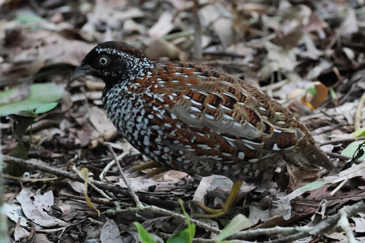 Black-breasted Buttonquail - ML617867760