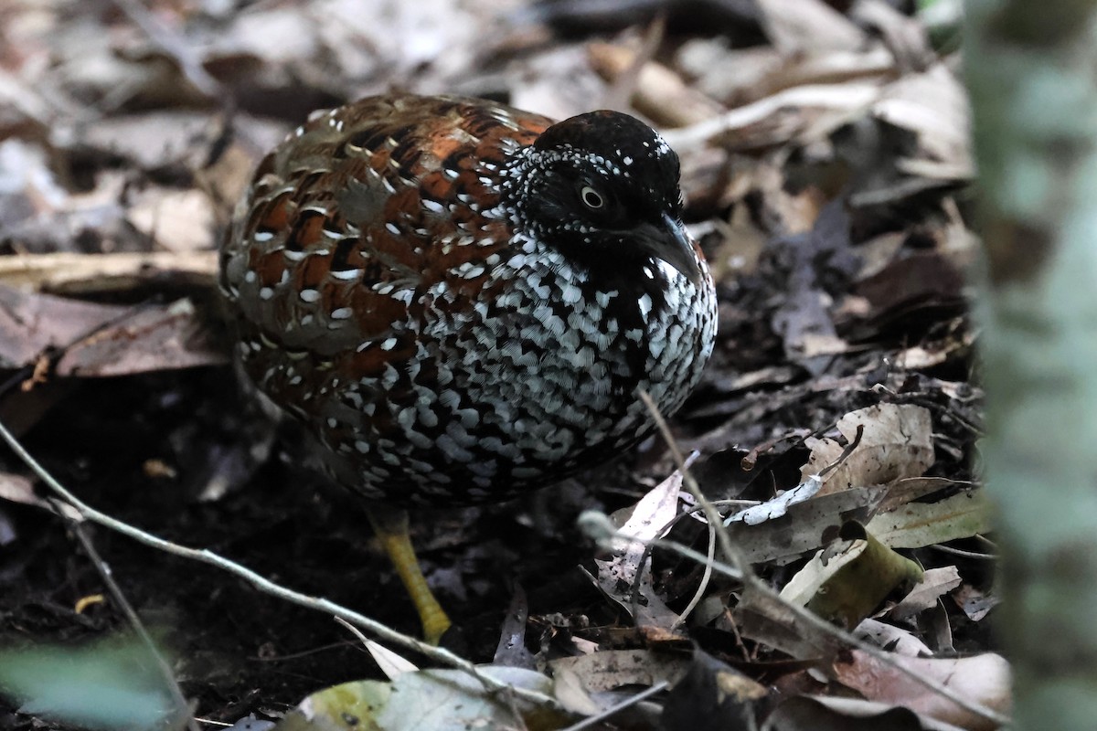 Black-breasted Buttonquail - ML617867761