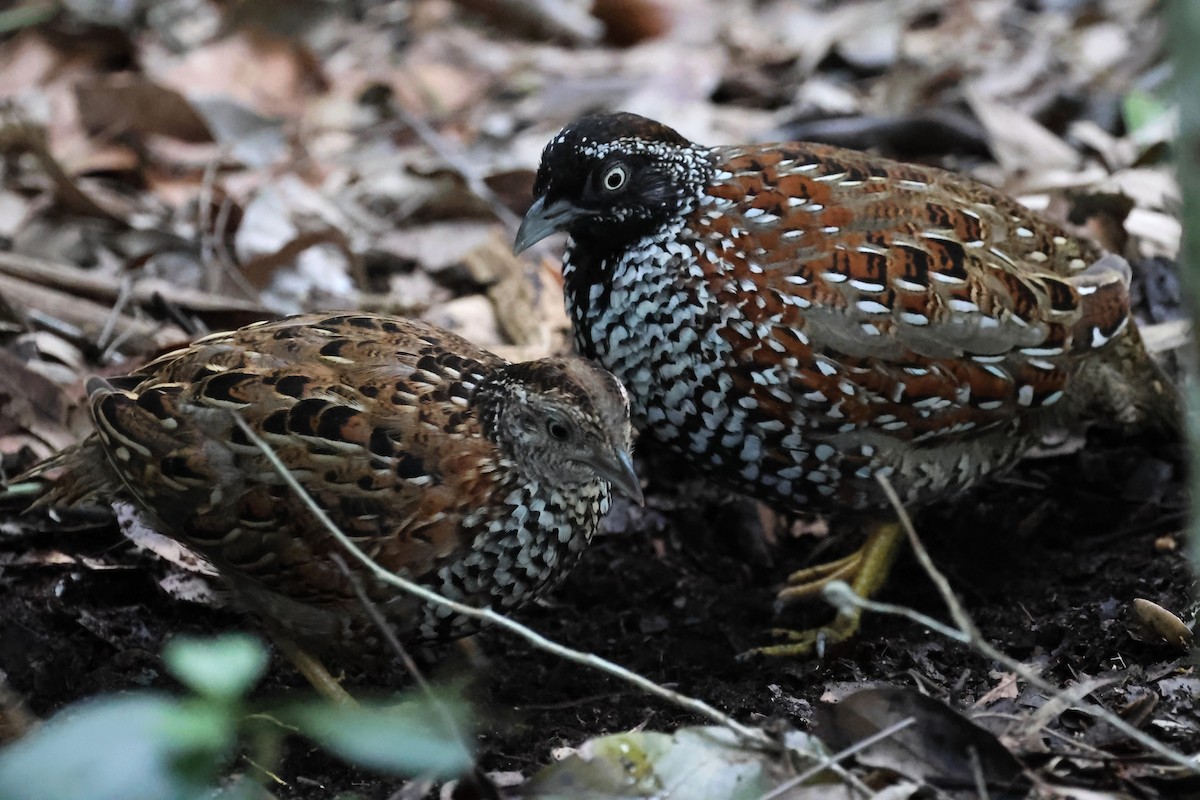 Black-breasted Buttonquail - ML617867762