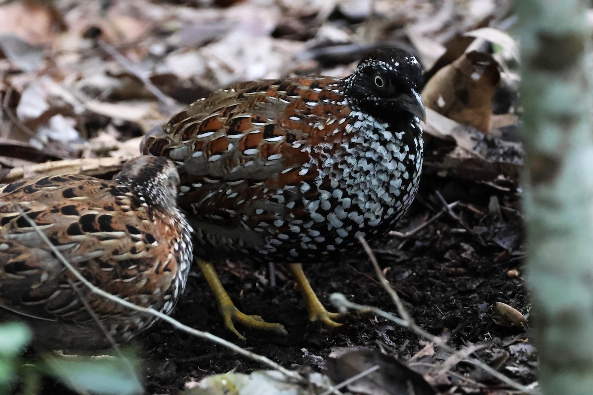 Black-breasted Buttonquail - ML617867763