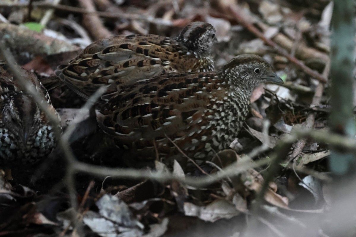 Black-breasted Buttonquail - ML617867765