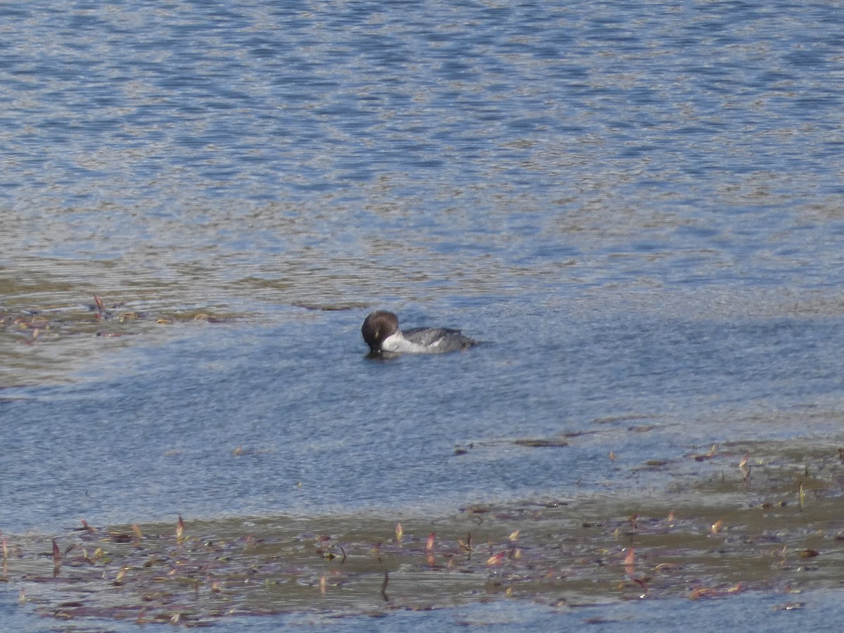Tufted Duck - ML617867779