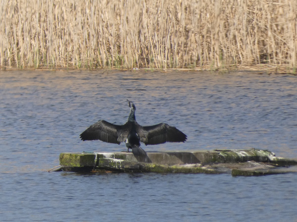 Great Cormorant - Mike Tuer
