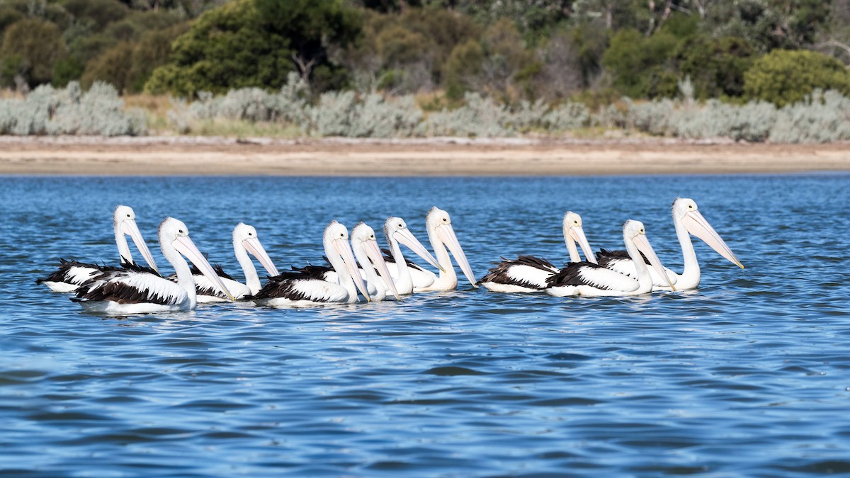 Australian Pelican - yvonne Hogan