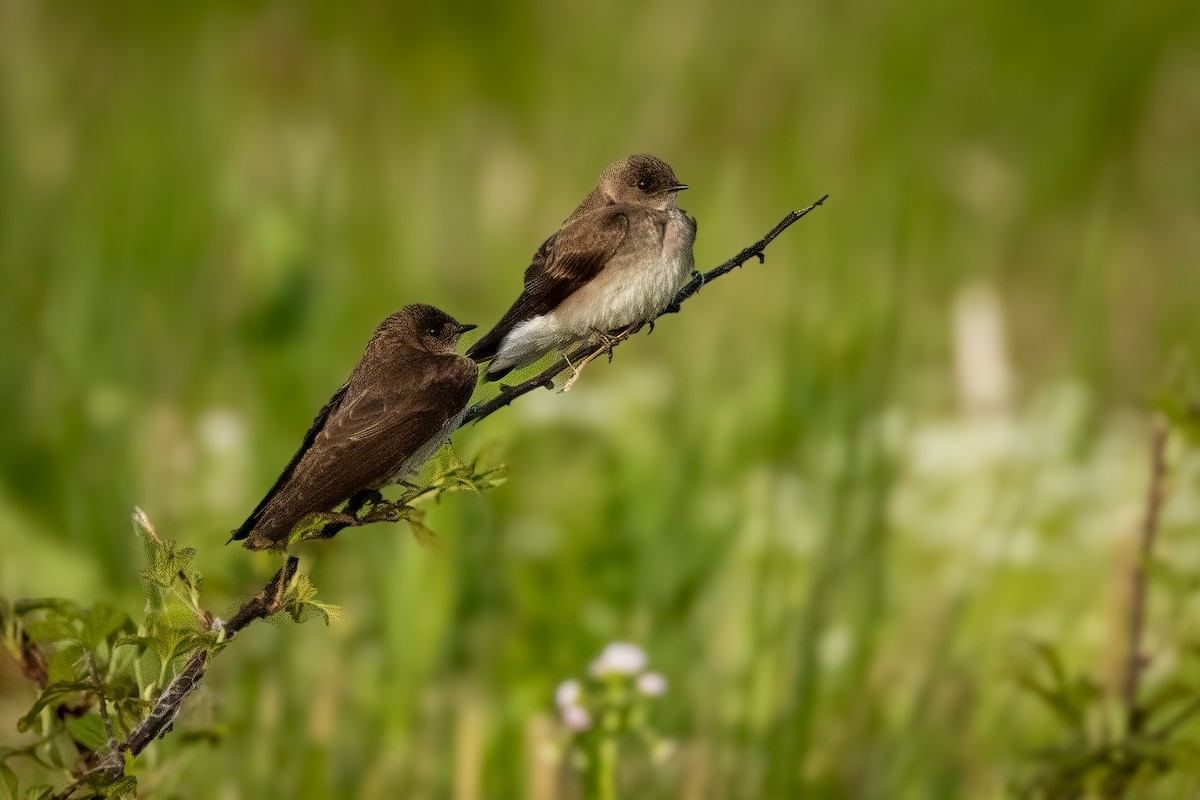 Northern Rough-winged Swallow - ML617867866