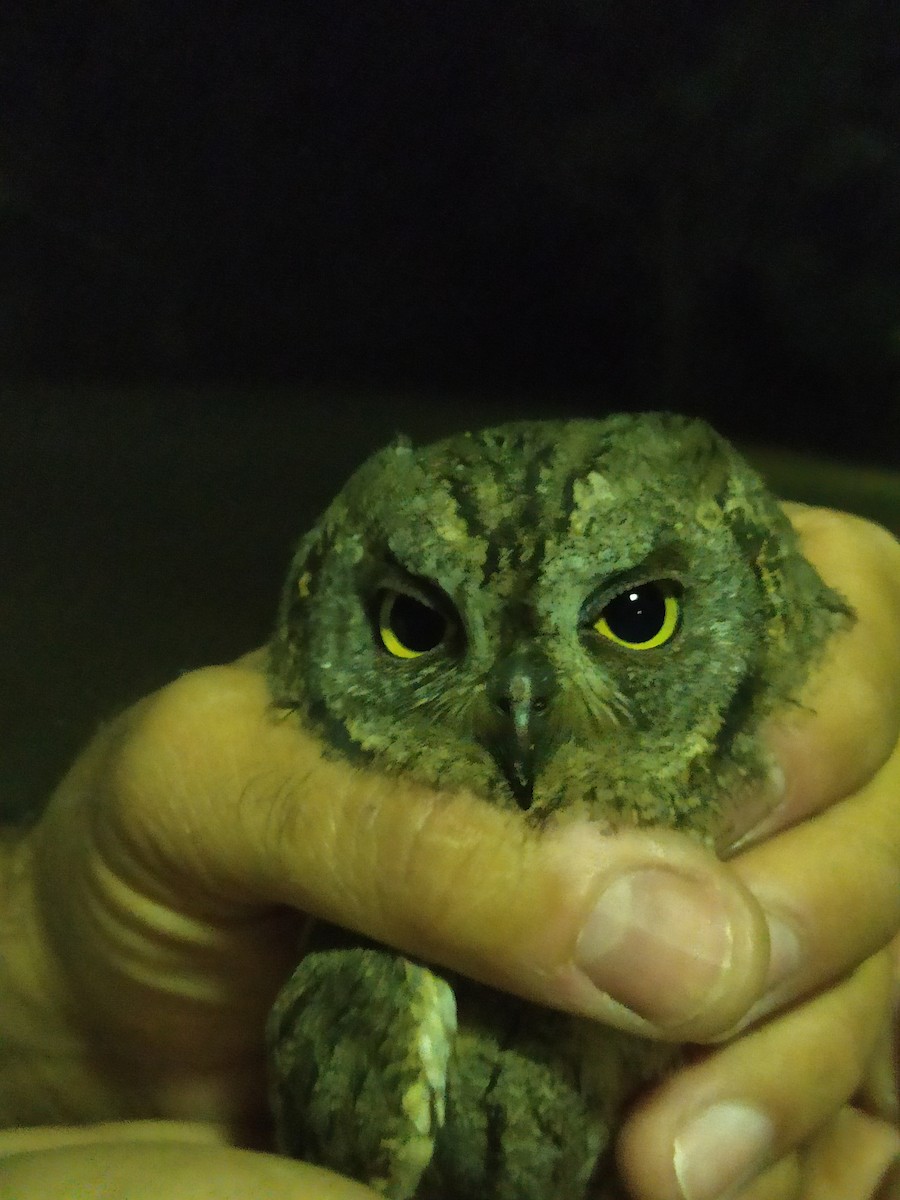 Eurasian Scops-Owl - Ángel Luis Méndez de la Torre 🪶