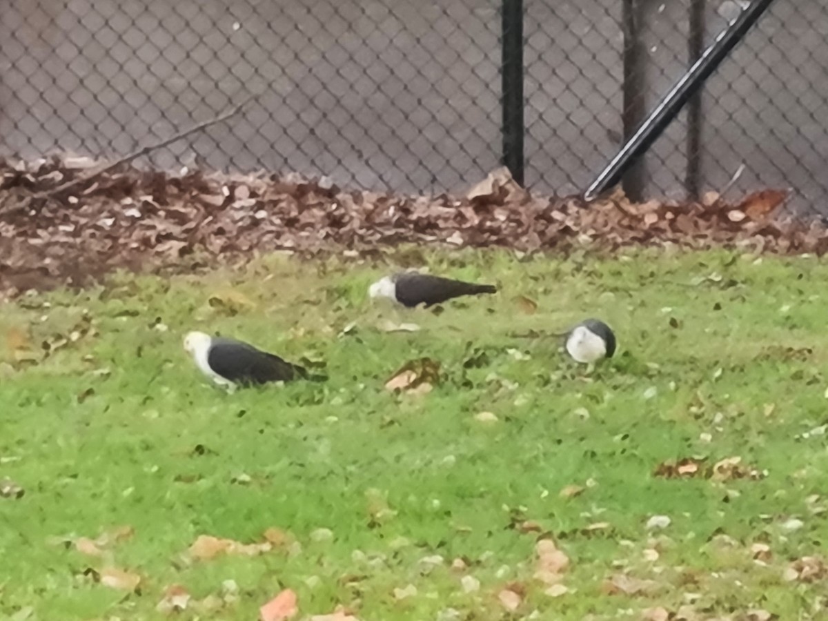 White-headed Pigeon - John Brown