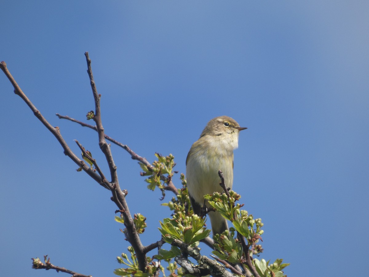 Common Chiffchaff (Common) - Mike Tuer