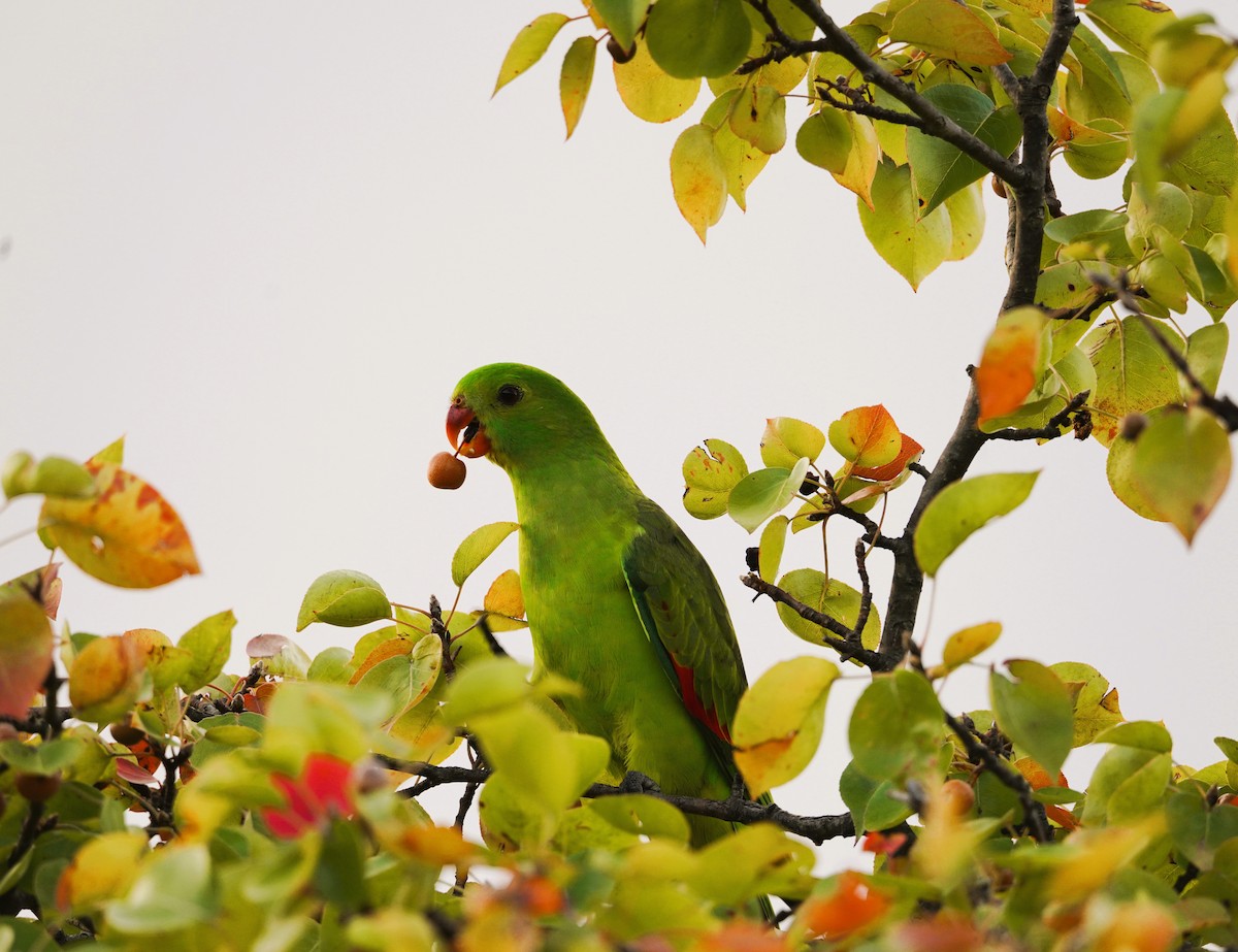 Red-winged Parrot - Andrew McDonald