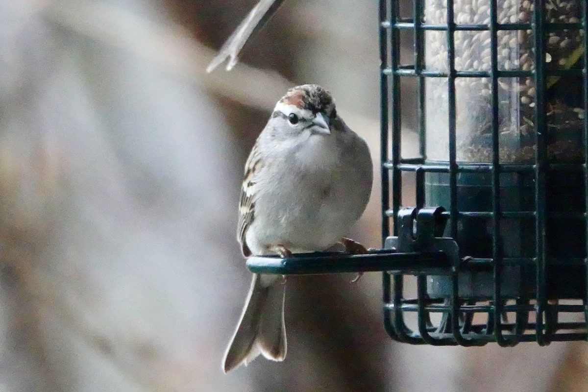 Chipping Sparrow - ML617868019