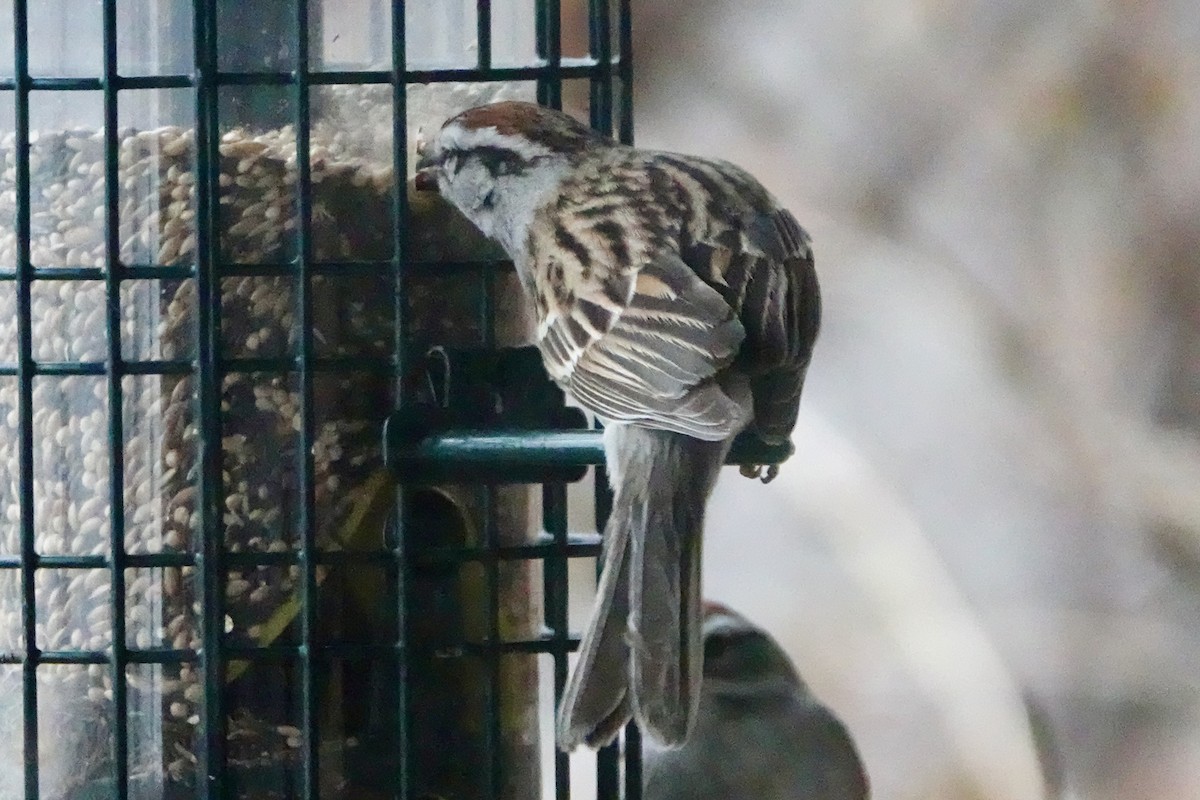 Chipping Sparrow - ML617868024