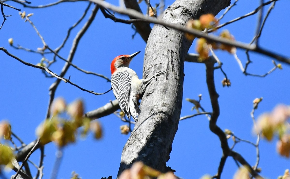 Red-bellied Woodpecker - ML617868074