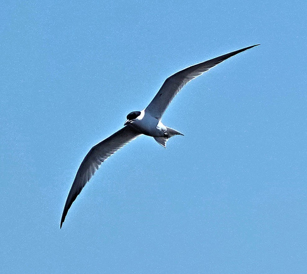 Gull-billed Tern - ML617868081