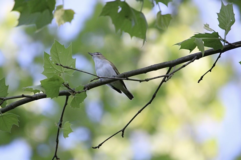 Red-eyed Vireo - Perry Copeland
