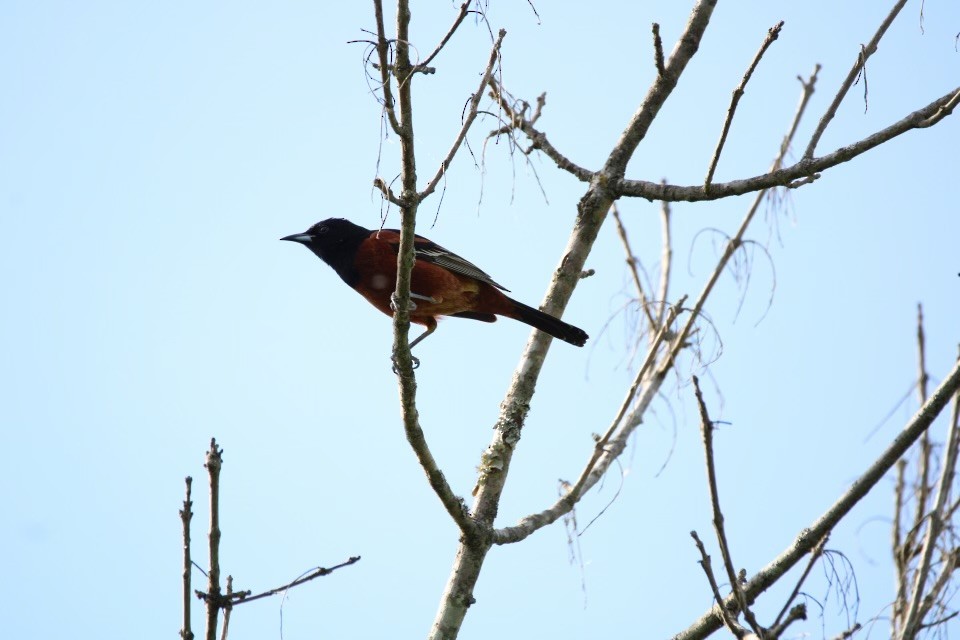 Orchard Oriole - ML617868120