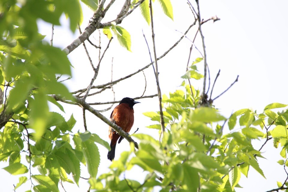 Orchard Oriole - ML617868122