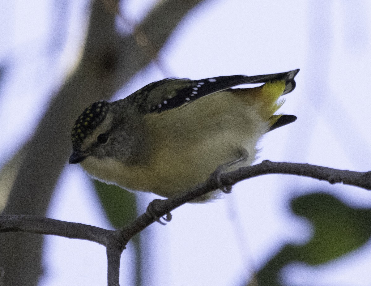 Spotted Pardalote (Spotted) - ML617868301